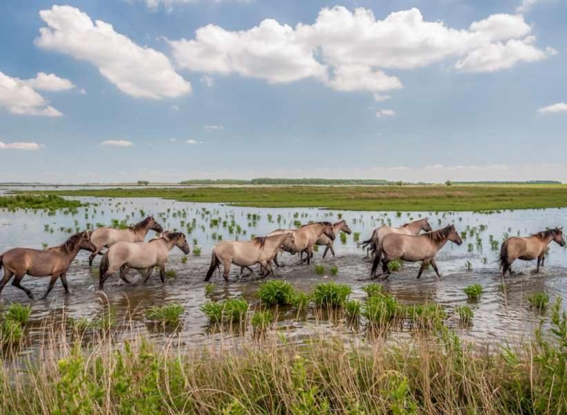 De Lauwersmeer Vogel Mit Eingezaeuntem Garten Anjum ภายนอก รูปภาพ