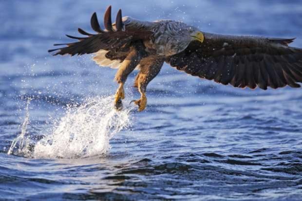 De Lauwersmeer Vogel Mit Eingezaeuntem Garten Anjum ภายนอก รูปภาพ