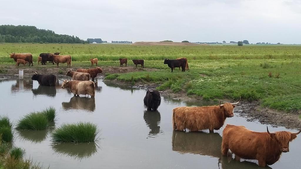 De Lauwersmeer Vogel Mit Eingezaeuntem Garten Anjum ภายนอก รูปภาพ